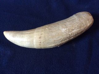 Vintage Faux Whale Tooth Teeth For Scrimshaw