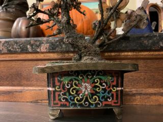Vintage Chinese Jade Tree With Cloisonne Pot Antique See All No Reserves