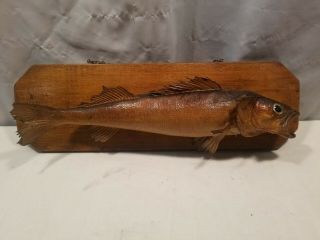 Antique Early Vintage Walleye Fish Mount Taxidermy