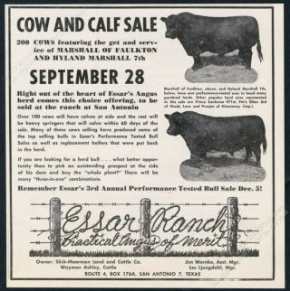 1959 Black Angus Cattle Cow Photo Essar Ranch San Antonio Texas Vintage Print Ad