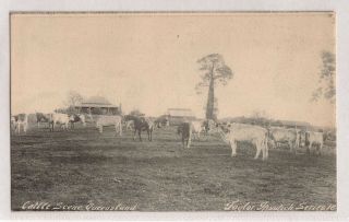 Vintage Postcard Cattle Scene Ipswich,  Queensland 1900s