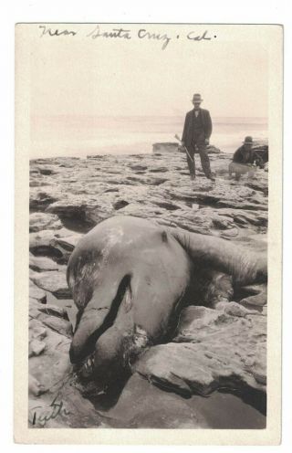Beached Whale Whaling Santa Cruz California Vintage Real Photo Postcard Rpp