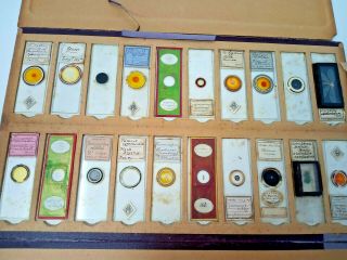 Antique Victorian Microscope Slides To Include Insects And Plants - Set Of 20