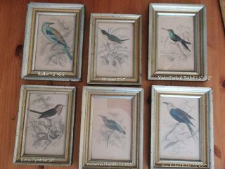Antique Bird Prints - From The Naturalists Library