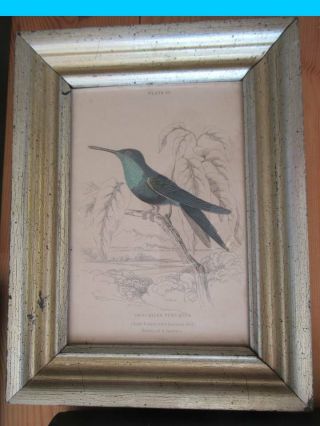 Antique Bird Prints - from The Naturalists Library 2