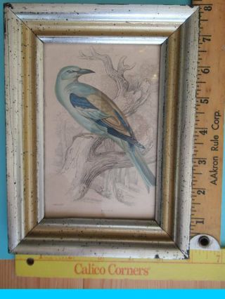 Antique Bird Prints - from The Naturalists Library 3