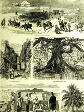 Nassau Providence Bahamas Silk Cotton Tree Fort Charlotte Montague 1878 Art