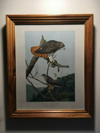 Framed Vintage Bird Print/lithograph,  Red Tailed,  Coopers Hawk,  Louis A.  Fuertes