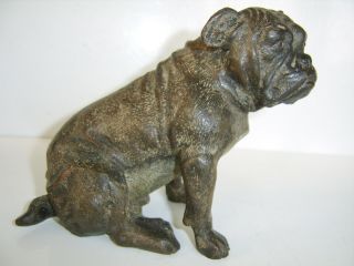 Large Old Antique Cold Painted Bronze Dog Possibly Austrian Buldog Or Mastiff
