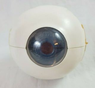 Vintage Merck & Co.  Eye Model For Ophthalmology,  Optometry Circa 1963