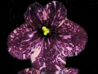 African Violet Starter Plant Fisher 