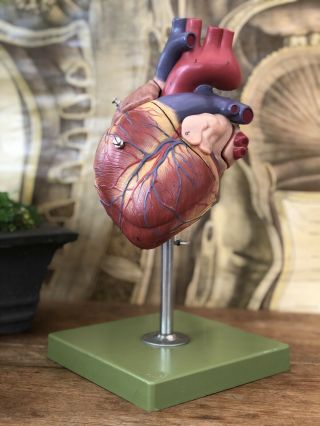 Vintage Somso Human Heart Model Educational Model Anatomy Model Medical