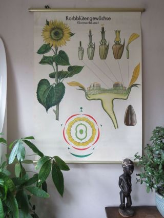 Vintage Pull Roll Down School Chart Poster Of A Sunflower Botanical Plant Flower