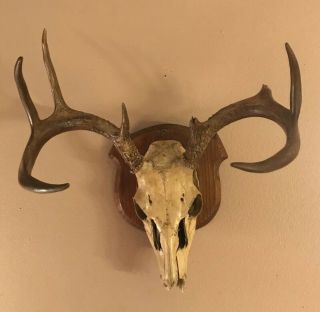 Whitetail Deer Antlers European Mount Rack Sheds Skull Taxidermy Vintage