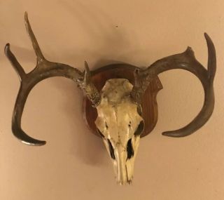 Whitetail Deer Antlers European Mount Rack Sheds Skull Taxidermy Vintage 2