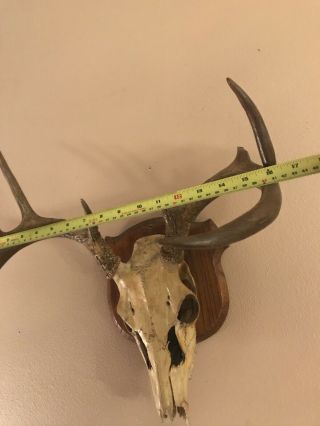 Whitetail Deer Antlers European Mount Rack Sheds Skull Taxidermy Vintage 3