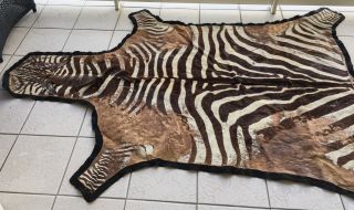 African Zebra Carpet