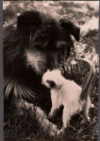 Vintage Photograph 1940s Asian Siamese Cat/kitten Hairy Dog/puppy Cuddling Photo