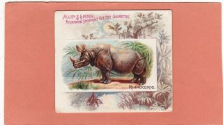 Allen & Ginter Scarce Type Quadrupeds.  Xl.  Rhinoceros.  Issued.  1890