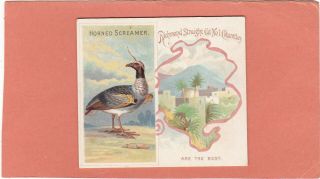 Allen & Ginter Scarce Type Birds Of The Tropics.  Xl.  Horned Screamer.  Issued.  1889
