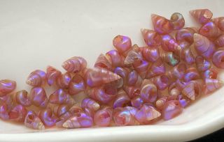 Antique Victorian Tasmanian Aboriginal Maireener Pink Shell Beads For Necklace