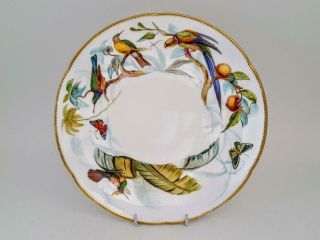 Antique 19th Century Coalport Exotic Bird Study Cabinet Plate - John Randall 2