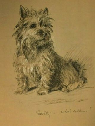 Lucy Dawson 1937 Cairn Terrier Dog Print Print 31896 Vintage