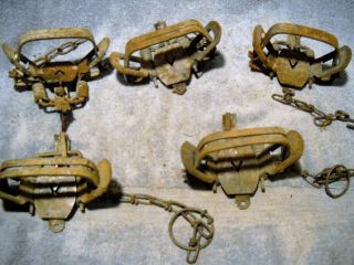 5 Victor 2 Coil Spring Traps 2 Off Set Jaws 3 Reg Jaws