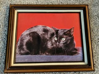 Vintage Framed Black Cat Photo/ Print Picture