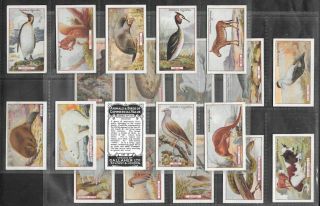 Gallaher 1921 Interesting (animals) Full 100 Card Set  Animals & Birds