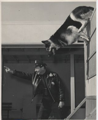 Vintage 1960s Photo San Francisco Police Sfpd K - 9 Officer & Dog In Training 8x10