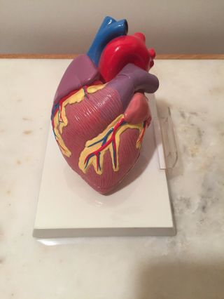 Vintage Gpi Anatomical Model Of Human Heart With Stand