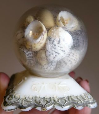 Vintage Antique Victorian Sea Shell Art Seashells Milk Glass Paperweight Globe 2