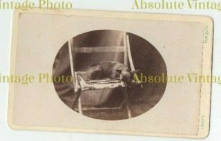 Old Cdv Photograph Pet Dog On Folding Chair William Croft Torquay Vintage C.  1880