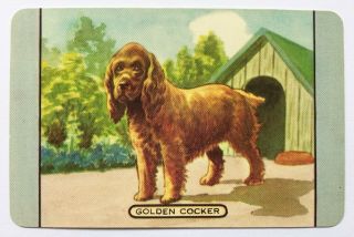 Vintage Coles Swap Card - Named - Golden Cocker