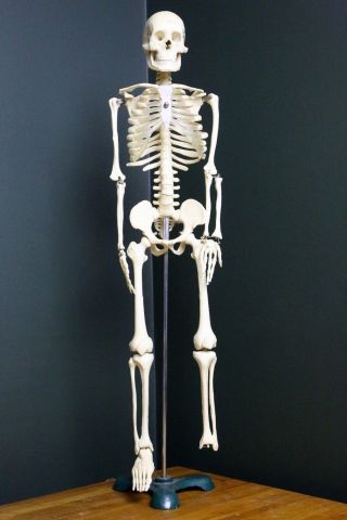 Laboratory Model Scale Anatomy Skeleton 31 " Cast Iron Base Vintage Display Skull