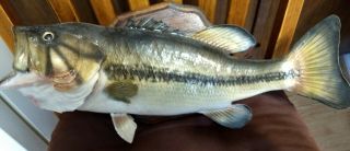 Vintage Mounted Real Skin Large Mouth Bass On Wooden Plaque