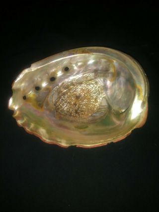 Huge Mother Of Pearl Abalone Oyster Shell Vintage 1950 