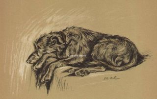 Vintage Dog Print 1937 Irish Wolfhound Dog By Lucy Dawson Scottish Deerhound?