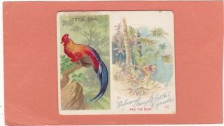 Allen & Ginter Scarce Type Birds Of The Tropics.  Xl.  Jungle Fowl.  Issued.  1889