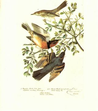 John James Audubon: Sage Thrasher/thrush - Vtg 1966 Bookplate Bird Art Print