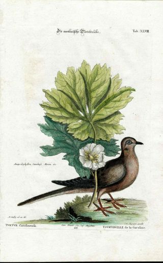 1768 Mark Catesby Seligmann Hand Color Bird Engraving Carolina Turtle,  May Apple