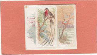Allen & Ginter Scarce Xl.  Type Song Birds Of World.  Shaft - Tailed Bunting.  Isd.  1890