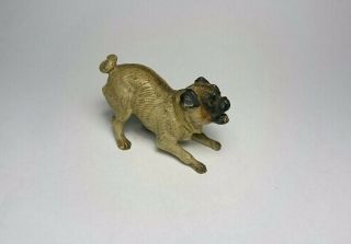 Antique Austrian Cold Painted Vienna Bronze Pug Dog