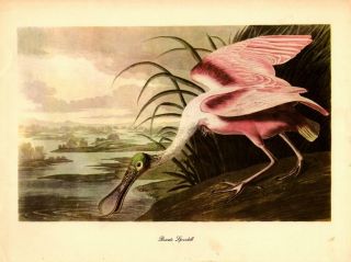 John James Audubon Painting:roseate Spoonbill - Vtg 1950 Bookplate Bird Art Print