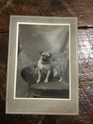 Vintage Photo Dated 1895 Pug Dog,  5 1/4” X 7 3/8”