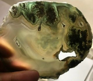 Vintage Polished Slab Limb Cast From Oregon With Moss Agate 205