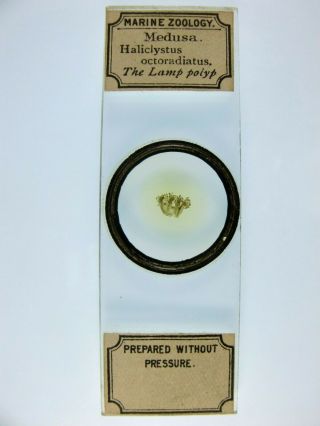 Antique Microscope Slide by Clarke & Page.  Marine Zoology.  Medusa.  Lamp Polyp. 2