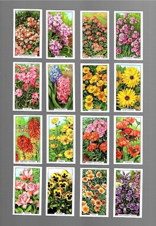 Cigarette Cards.  Gallaher Tobacco.  Garden Flowers.  (1938).  (complete Set Of 48).