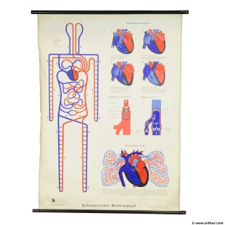 Vintage Rollable Wall Chart Poster Medical Print Blood Circulation Blue Red